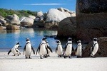 South Africa, Cape Town, Cape Peninsula Penguin Full Day Tour
