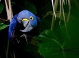 4-day Pantanal Wildlife Tour with accommodation - Departing from Cuiaba