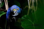 4-day Pantanal Wildlife Tour with accommodation - Departing from Cuiaba