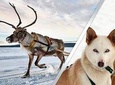 Lapland Reindeer and Husky Safari from Levi