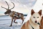 Lapland Reindeer and Husky Safari from Levi