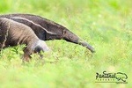 3-day Pantanal Wildlife Tour with accommodation- Departing from Cuiaba
