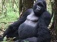 3 day Safari with Gorilla tracking in Bwindi NP