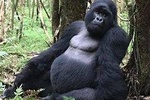 3 day Safari with Gorilla tracking in Bwindi NP