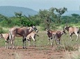 Awash National Park 2days 1night