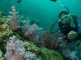 Padi Scuba Diver Course