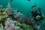 Padi Scuba Diver Course