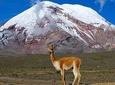 Chimborazo Tour from Quito: Hiking and Downhill Biking all included