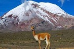 Chimborazo Tour from Quito: Hiking and Downhill Biking all included