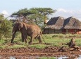 10 Day - Amboseli, Naivasha, Mara, Nakuru & Aberdares Safari 