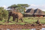 10 Day - Amboseli, Naivasha, Mara, Nakuru & Aberdares Safari 