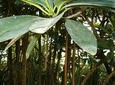MAKASUTU - cultural forrest, Brikama