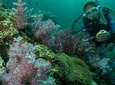 Padi Scuba Diver Course
