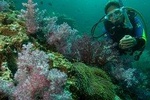 Padi Scuba Diver Course