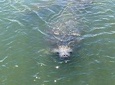 Wildlife Tour of Indian River Lagoon with Experienced Captain
