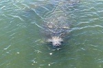 Wildlife Tour of Indian River Lagoon with Experienced Captain