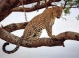 1 Day Safaris To Tarangire National Park