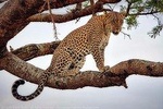 1 Day Safaris To Tarangire National Park