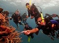 Scuba Diving For Beginners