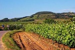 Private Day tour : wine & cava cellars in ebike + Lunch