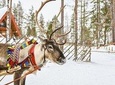 Lapland Reindeer Safari from Levi