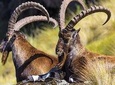 Best Of Ethiopia 15days
