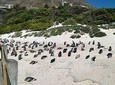 Private Tour - Cape Peninsula 