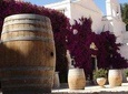 Wine & Oil tour: excursion from Bari (or province) 