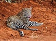 3-Day Tsavo East and Tsavo West National Park