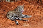 3-Day Tsavo East and Tsavo West National Park