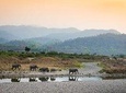 2N Jim Corbett National Park (Dhikala Zone)
