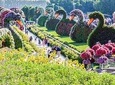 Ride through Dubai City attractions with Covering Miracle Garden !!