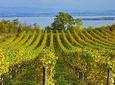 From Verona and Garda: Visit to Sirmione and Lugana Wine Experience