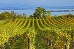 From Verona and Garda: Visit to Sirmione and Lugana Wine Experience