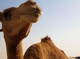 One Hump Camel Farm and Wine Tour
