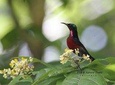 Half-Day Bird Watching Tour in Yangon