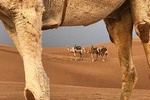 fes to marrakech 3 days desert tour