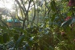 Treehouse stay in munnar