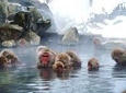 Snow Monkey in "Jigokudani Yaen-koen" & Obuse Town