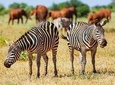 2-Day Ultimate game viewing at Tsavo East National Park