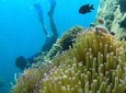 OnBird - The Unique Free-dive Trip in South Phu Quoc