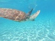 Snorkel with Sea Turtles - The Best way to spend a day in Curacao!