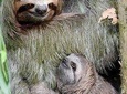 Goodman's Tour to the Sanctuary of Rescued Wild Animals