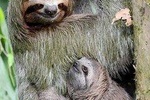 Goodman's Tour to the Sanctuary of Rescued Wild Animals