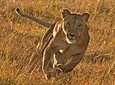 Masai Mara 3 Days Luxury Tented Safari 