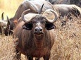 2-Day Tsavo East NP Joining Safari