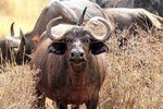 2-Day Tsavo East NP Joining Safari