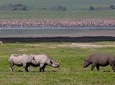 Safari in Tanzania 5 days: Manyara, Ngorongoro, Serengeti