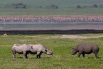 Safari in Tanzania 5 days: Manyara, Ngorongoro, Serengeti