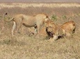 4 Days Tanzania Wildlife Safari (Lake Manyara, Ngorongoro Crater and Serengeti)